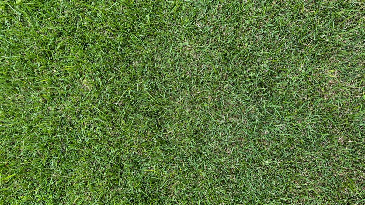 New Lawn Establishment in Mission, TX