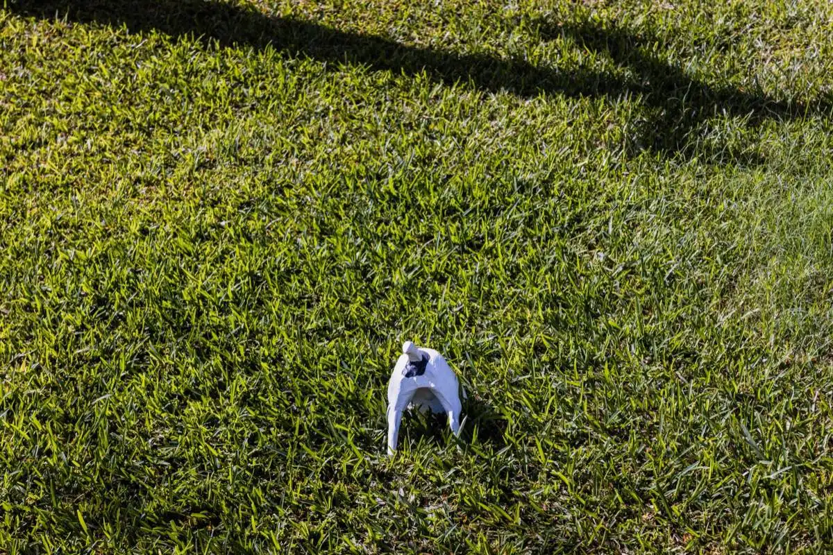 Fertilization & Weed Control in Mission, TX
