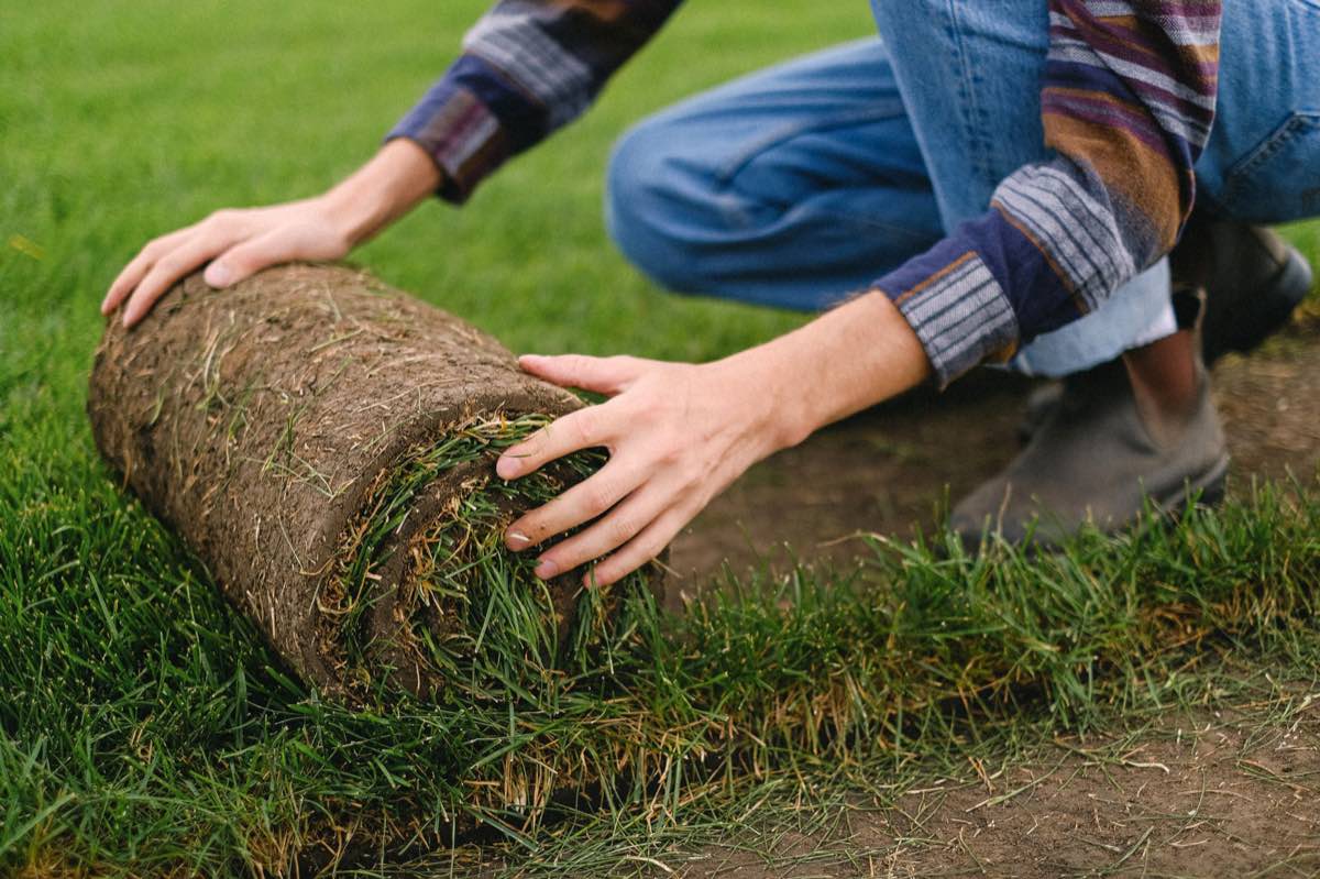 sod installation project in Mission, TX — 4