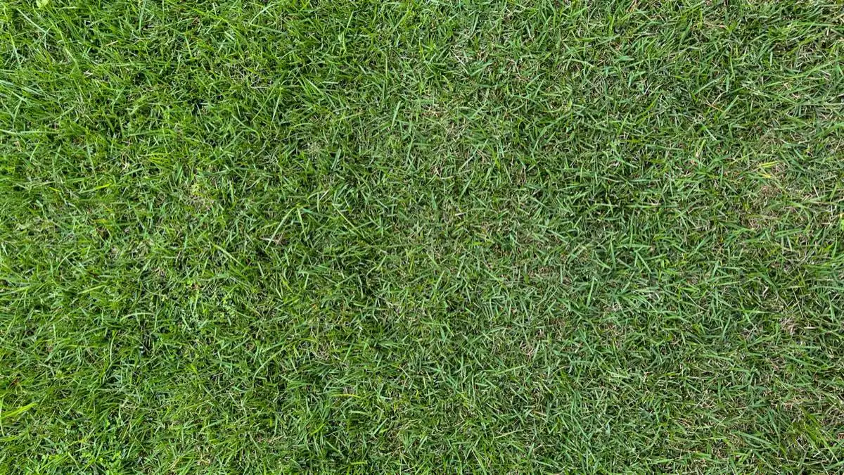 Chinch Bug & Lawn Pest Control in Mission, TX